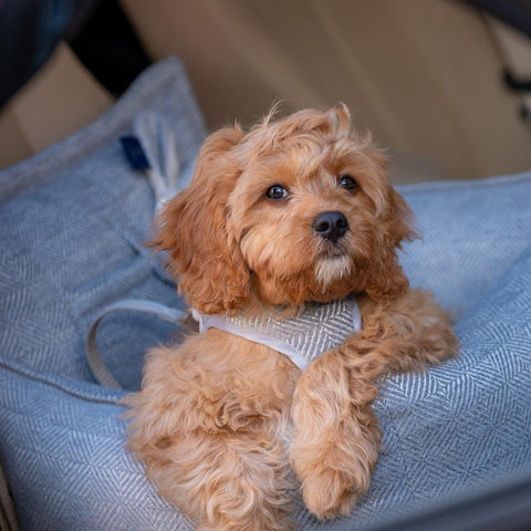Oh Charlie Luxury Dog Car Seat | Florence by Oh Charlie   Pets Own Us