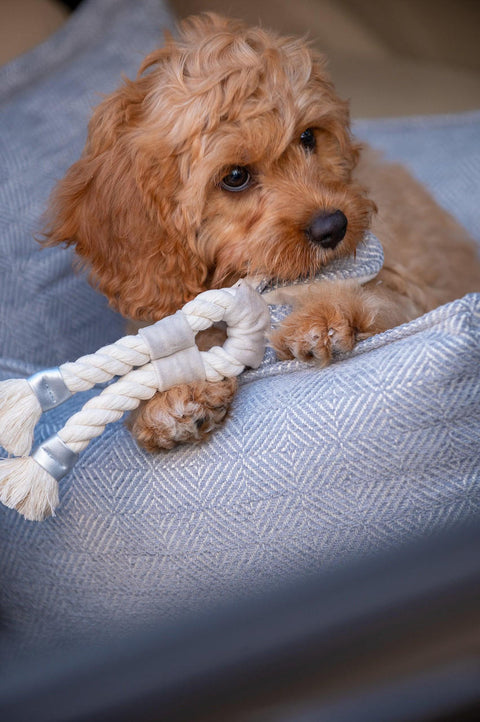 Oh Charlie Luxury Dog Car Seat | Florence by Oh Charlie   Pets Own Us