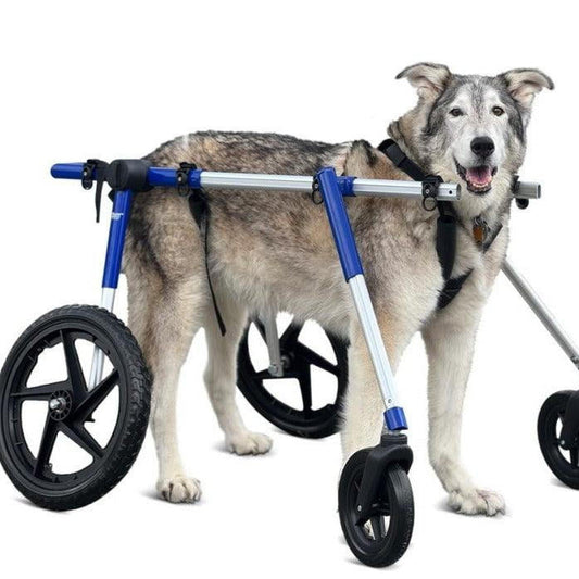 Wheels4Dogs Walkin’ Wheels Full Support/4-Wheel Quad Wheelchair, LARGE   Pets Own Us