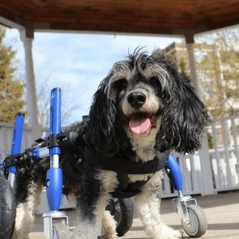 Wheels4Dogs Walkin’ Wheels Full Support/4-Wheel Quad Wheelchair SMALL   Pets Own Us