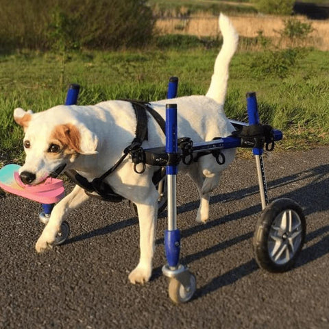 Wheels4Dogs Walkin’ Wheels Full Support/4-Wheel Quad Wheelchair SMALL   Pets Own Us