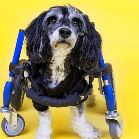 Wheels4Dogs Walkin’ Wheels Full Support/4-Wheel Quad Wheelchair SMALL   Pets Own Us