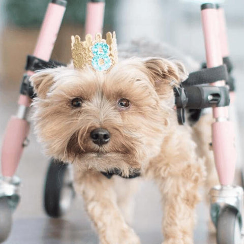 Wheels4Dogs Walkin’ Wheels Full Support/4-Wheel Quad Wheelchair SMALL   Pets Own Us