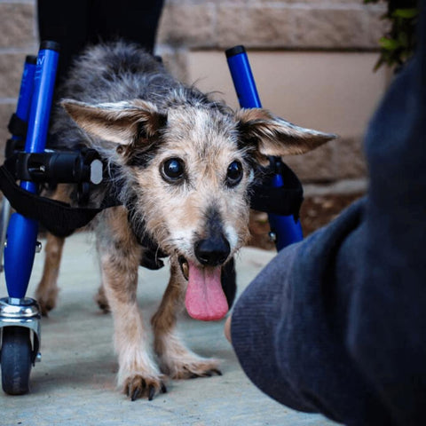 Wheels4Dogs Walkin’ Wheels Full Support/4-Wheel Quad Wheelchair SMALL   Pets Own Us
