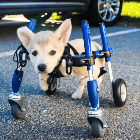 Wheels4Dogs Walkin’ Wheels Full Support/4-Wheel Quad Wheelchair SMALL   Pets Own Us