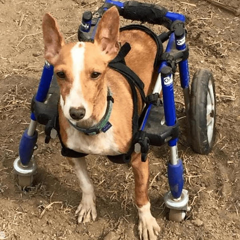 Wheels4Dogs Walkin’ Wheels Full Support/4-Wheel Quad Wheelchair SMALL   Pets Own Us