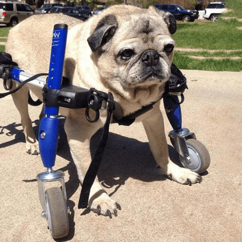 Wheels4Dogs Walkin’ Wheels Full Support/4-Wheel Quad Wheelchair SMALL   Pets Own Us