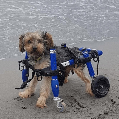 Wheels4Dogs Walkin’ Wheels Full Support/4-Wheel Quad Wheelchair SMALL   Pets Own Us